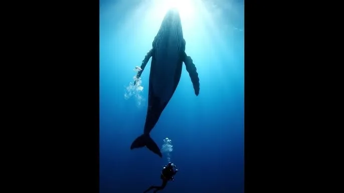 电视剧我的父亲母亲在线观看 - 深蓝星球：探索海洋深处的未知世界